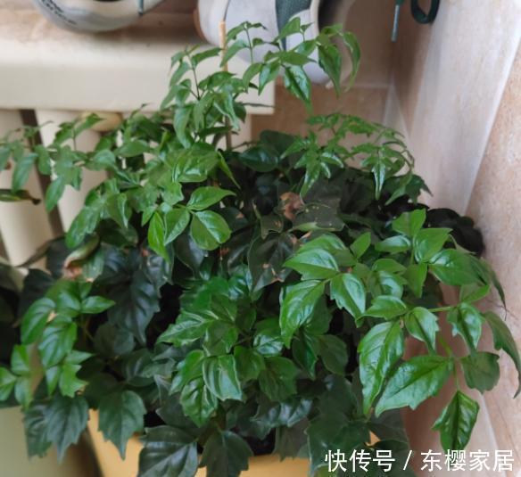 「根系出问题」幸福树叶片卷曲打蔫,可不要不管它,这是在向你发“信号”呢!