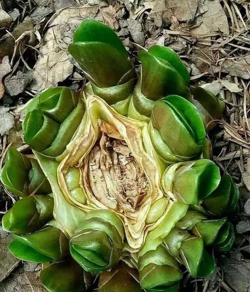 绿萝■黄叶快死的五种花卉,狠狠给它剪秃了,过几天呼呼长出一大堆
