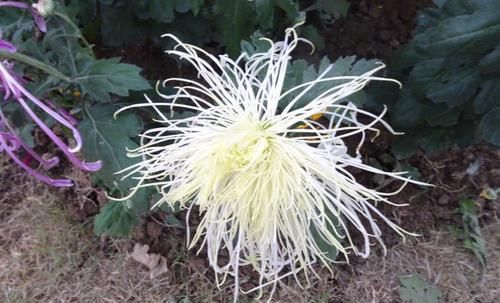  【风姿绰约】喜欢菊花，养盆“十大名菊之三”十丈珠帘，花开似瀑布，风姿绰约