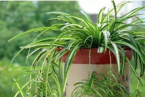 『植物』4种植物,容易'爆'崽子,掰下来'见'土就活,你家有吗?