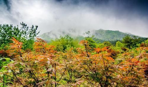广东有个冷门景区，云雾迷蒙似仙境，很多人不知道