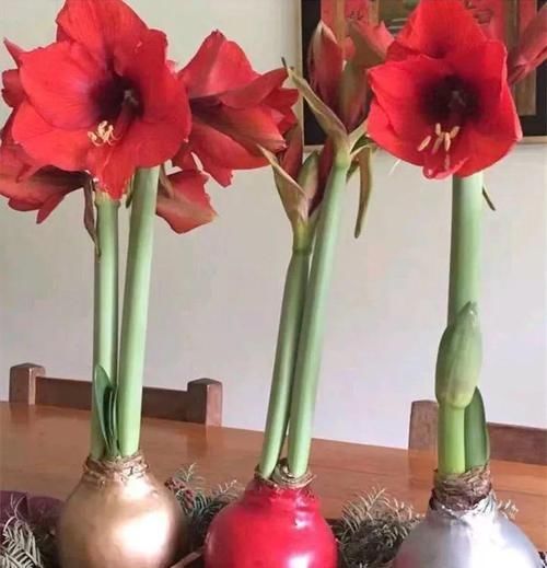  朱顶红：看见这花可别买，忍住，小心被忽悠，花钱买气受！