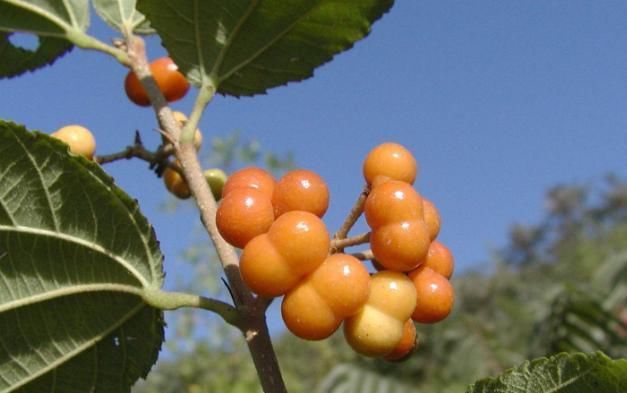 『果实』山里一种结出“玲珑果”的树，真名很粗俗，可做成盆景比火棘还美