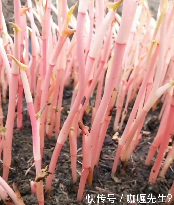 农民种植的“它”亩产3千斤，每斤10元，年赚几十万！