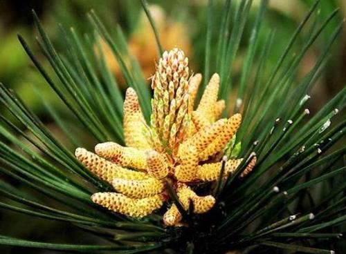  『千奇百怪』古代女性美肤秘诀：从千奇百怪的“面膜”，窥探古人的护肤理念