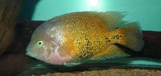  #水族市场上#美洲慈鲷之美，您细品