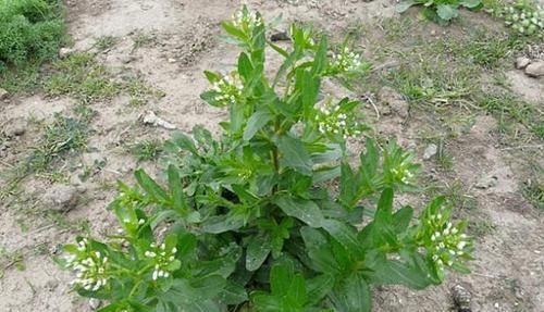  当害：麦田里的野草，过去农民当害草，如今成为上等野菜，一斤卖到20元