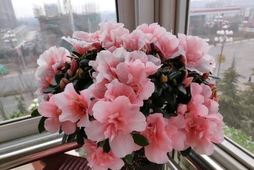  『暗淡』此款花朵媲美玫瑰，个个清新高雅，丢在阳台幽香暗淡，美观大气