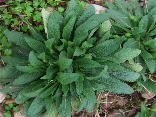 农村的这种杂草，叶子上都是小疙瘩，却被誉为“全能草”