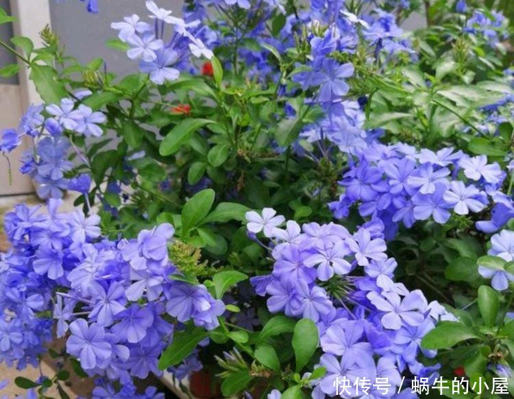 『常养』常养4种花,好养易活沾土就活,有水就疯长,开花量大能爆盆