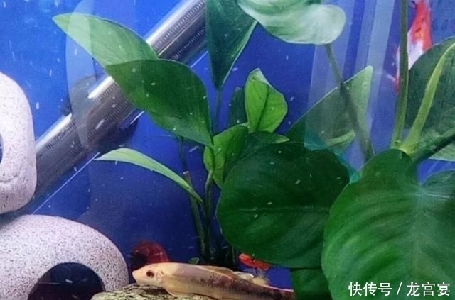 「青苔」清缸小钢炮:青苔鼠,吃藻又翻泥,想说爱你不容易