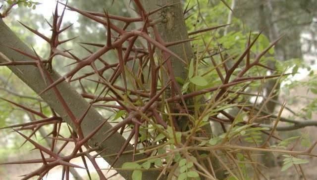  「皂角树」这树高达15米，能吃能用全身是宝，树上的“刺”100元