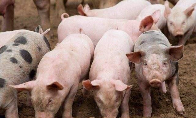 农村俗话“买猪看圈，娶媳妇看院”，啥意思？有啥道理呢？