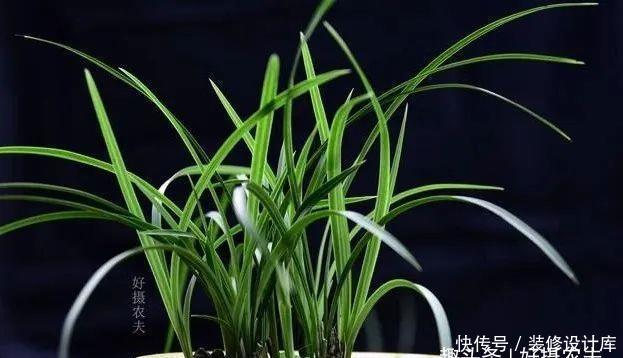 【最怕】兰花服盆期最怕什么?秒懂什么是退草,兰花成活不是问题