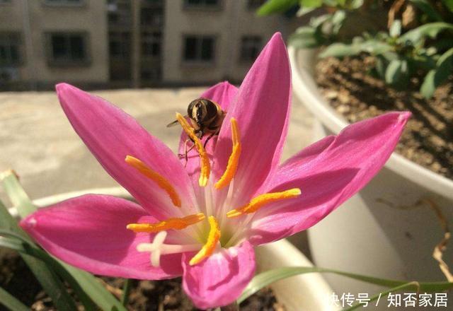 家里|3种花适合新手,养护非常简单,家里养一盆,四季开花不断