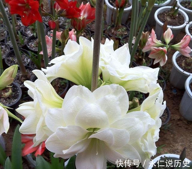  『朱顶红』最挺拔的盆栽花卉，花型奇特，花大色艳，适于盆栽装点居室