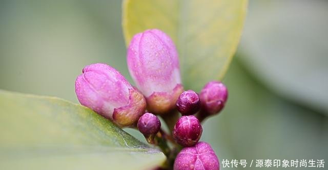 『更早』怪奇公社盛开一种比腊梅更早的花,是季节错了,还是花错了!