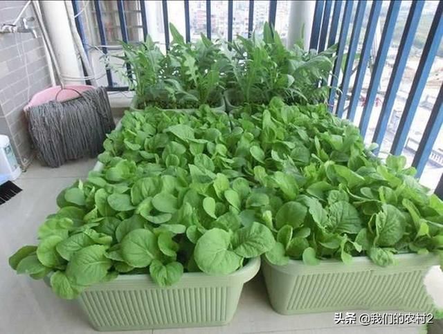 五个适合在农村的小投资项目，想创业的进来看看吧！