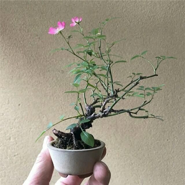  开花■掌上开花，真好看！