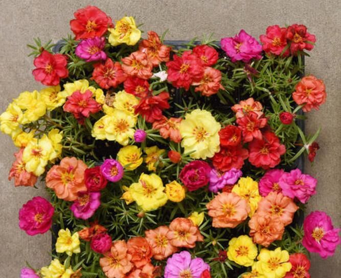 「太密」太阳花如何在夏季开花又多又大、又鲜艳呢?