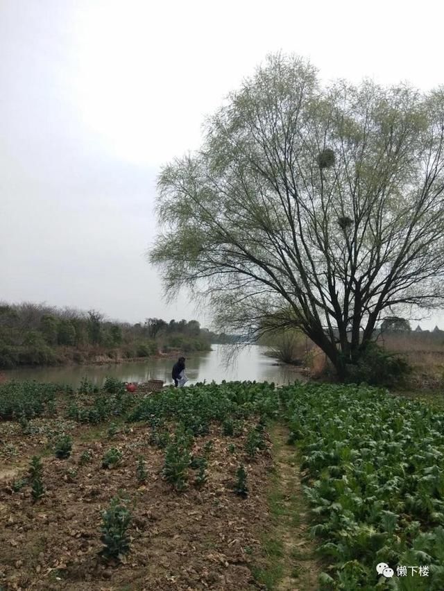  「蚕豆」春春欲动丨缠着火桑的野蔷薇，耳朵很多的蚕豆花，这里的春天很性感