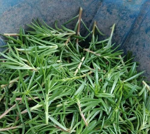  『只长叶不开』偷偷给妈妈养的太阳花狠狠剪了个光头，一个月后开花爆盆，真值