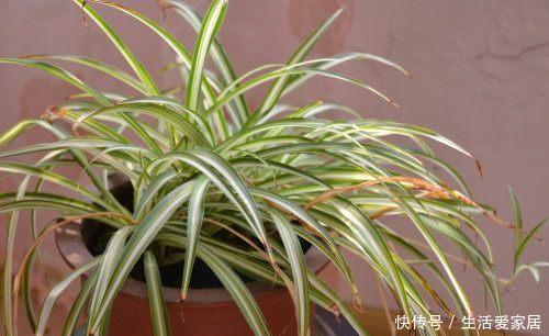  「植物的叶」吊兰叶片为什么容易“干尖”？做好4点养护，叶片健康植株旺盛