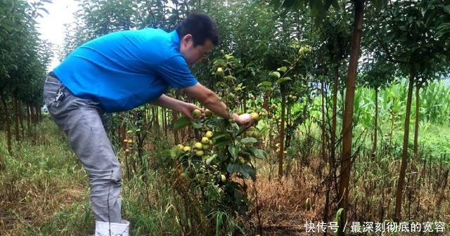 农民不种玉米种它，亩产一万斤，1元一斤收入是玉米的3倍