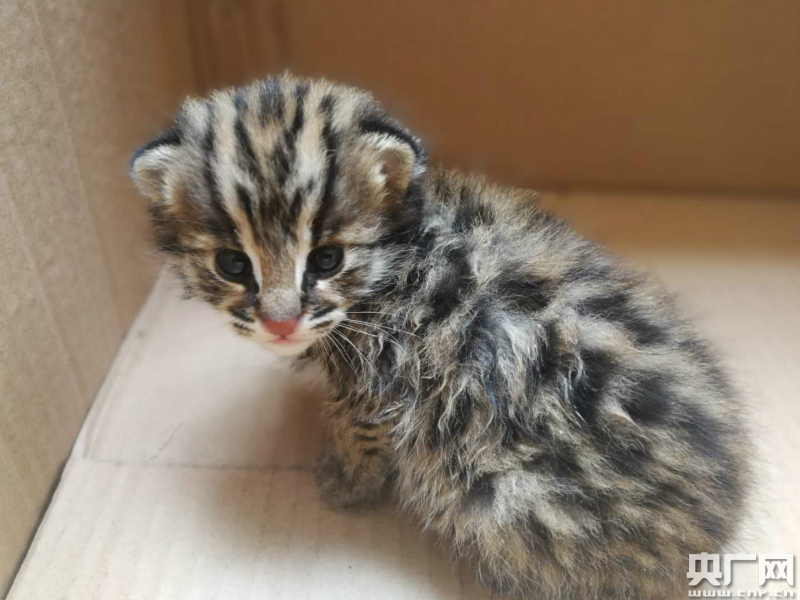 云南江城村民捡到豹猫幼崽 喝奶狂奔爱粘人
