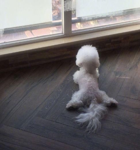 赵丽颖休息是因为怀孕？这样的操作来辟谣真的是头一遭遇见