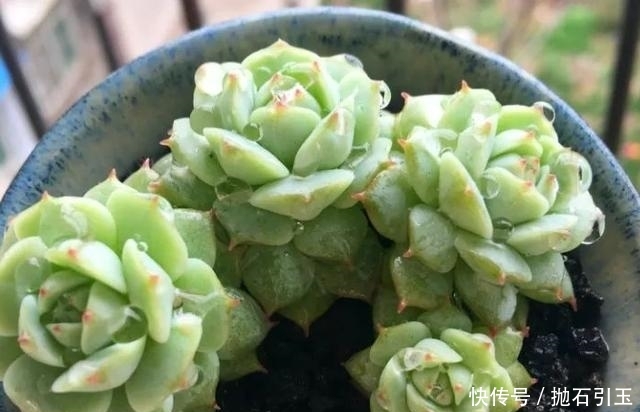 「黑腐」6种多肉“度夏必死”,管住手、少浇水,不然分分钟黑腐