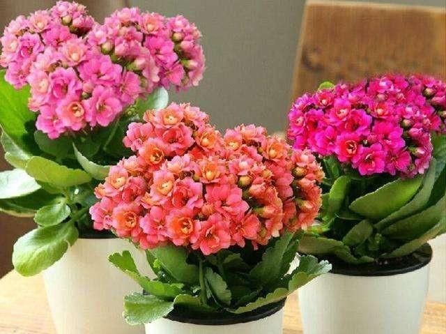 #更好#长寿花可以养几年?如何让老桩更好的开花?