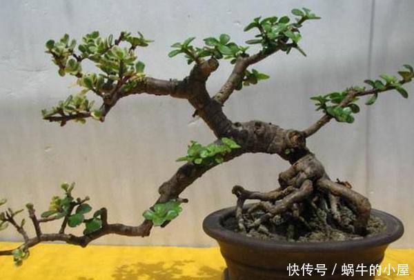  【不凡】还在哄抢身价不凡的金枝玉叶？别了，自家盆栽注重4点就能养成