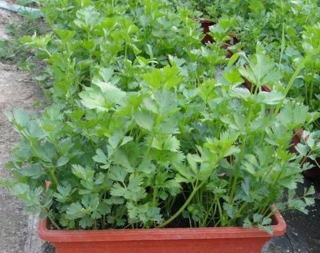  「蔬菜」不能在光线不好的阳台上种菜吗？即使是漫长的黑暗的一天