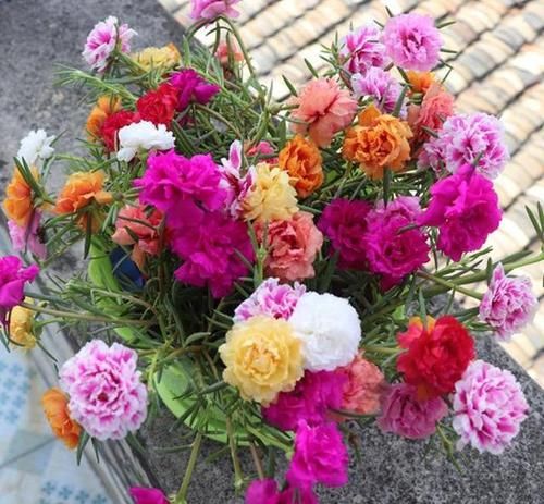  「开花」盆栽太阳花，使劲“虐待”，憋满侧芽，花似小牡丹，开满大阳台