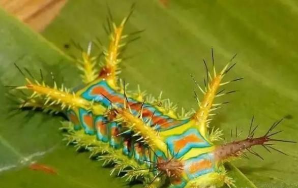 农村有种虫子不好惹，俗称“洋辣子”，蛰一下疼三天，有啥办法？