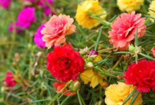  「艳丽」这“5种”花，好看又好养，开花艳丽，美不胜收，家庭盆栽首选