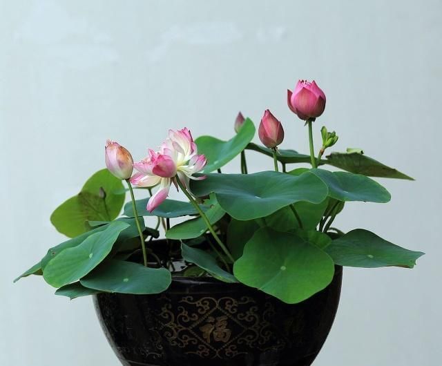  『盆栽』盆栽荷花栽种技巧与病虫害防治，你都会了吗？