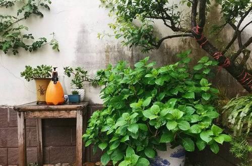  花园@想回到农村，把老家改造成花园，庭前种花，屋后种菜！