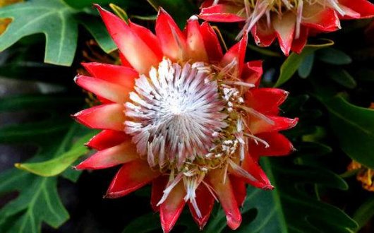  「帝王」此花名为“帝王花”，花语：富贵吉祥，花型奇特，观赏性价值极高