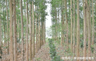 农村里种上这种树, 不少农民都后悔了, 农村孩子都要知道危害