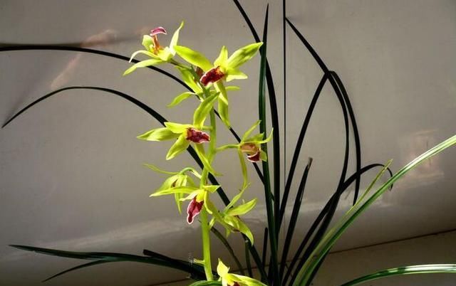  『花期』花期长的花养起来真的超好，一年四季都有鲜花陪伴！