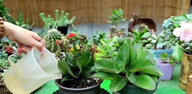  [春天]长寿花春天不开花，主要是这5点没做到