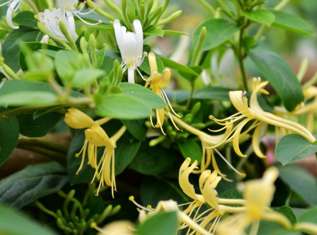  「花草树木」喜欢养殖花草树木？老花农都在养此花，延年益寿还能杀菌