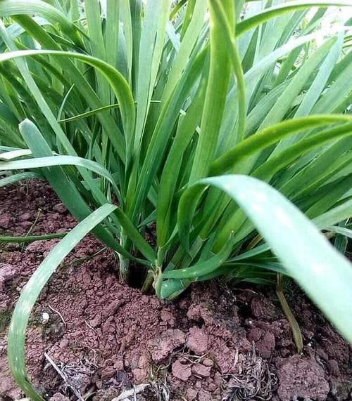  「越养越」阳台种韭菜，越养越细？赶快用上这几招，根根壮，像小葱一样