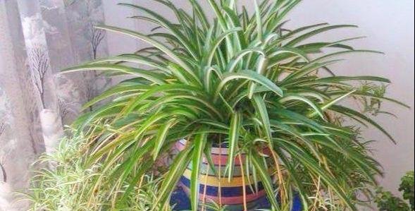 「新叶」春天养吊兰,自制“黄金水”,比买的花肥强的多,新芽新叶冒的欢!