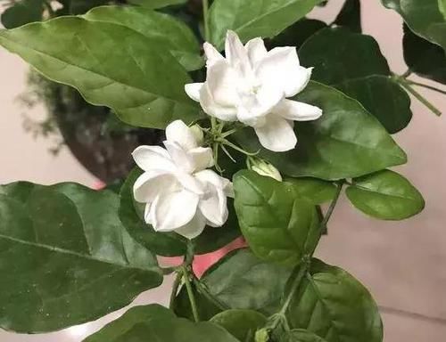 「经济」3个小窍门，经济又实用，扦插'花草果树'个个包活