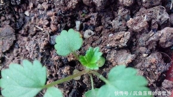  草莓@阳台上盆栽草莓,好吃好种又好看,结的果子四季吃不完!