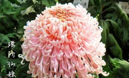  『花型』喜欢菊花，不如养盆“珍品名菊”，花型饱满，花朵艳丽缤纷