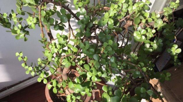  #散射光充足#金枝玉叶怎么繁殖？金枝玉叶的繁殖方法